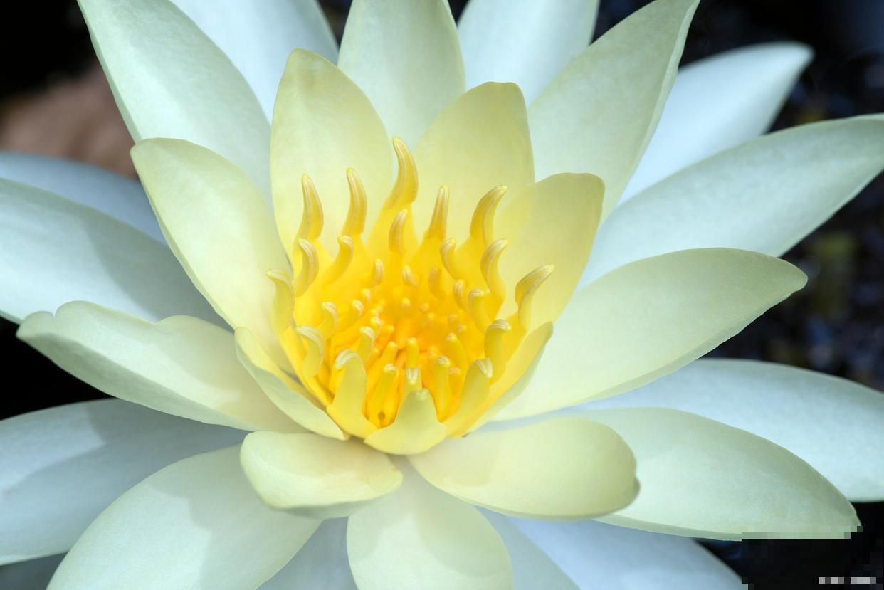 睡莲几点钟开花？几点钟合拢？