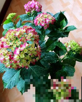 绣球花开得没去年好，赶紧剪两刀，不然一年比一年差