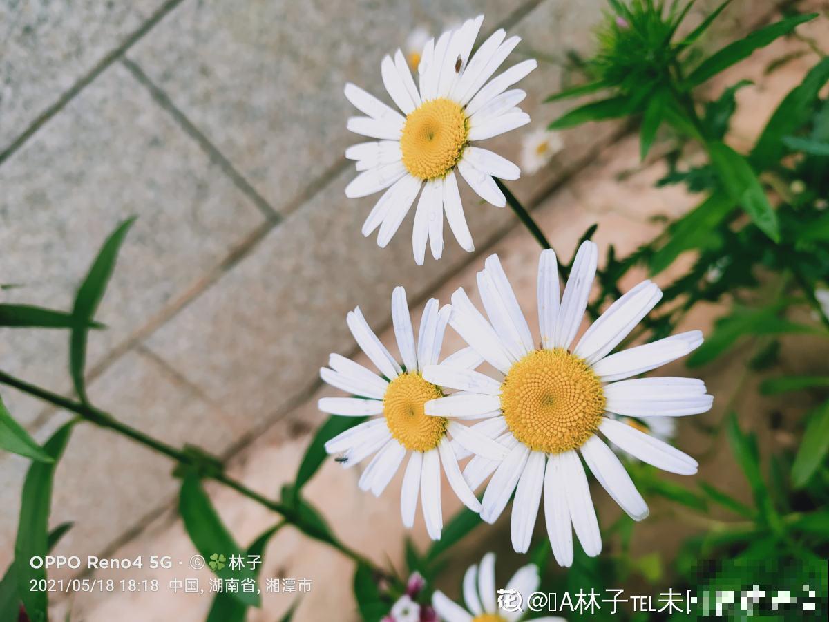 炎炎夏日，要想养花省心，非小雏菊莫属