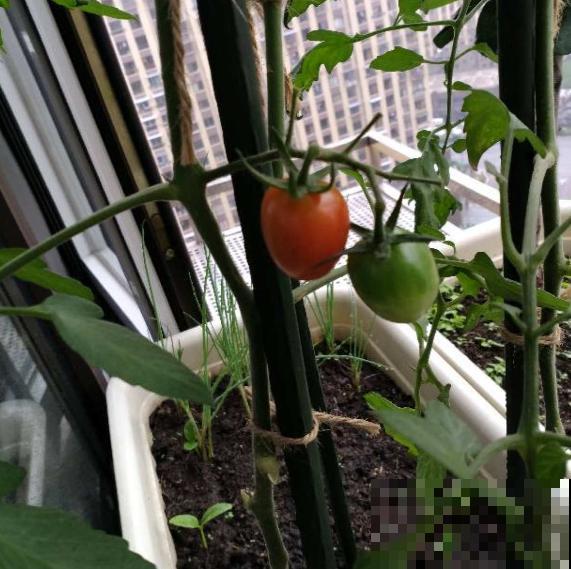 7种最适合阳台养殖的水果，成活率高，果香飘满屋