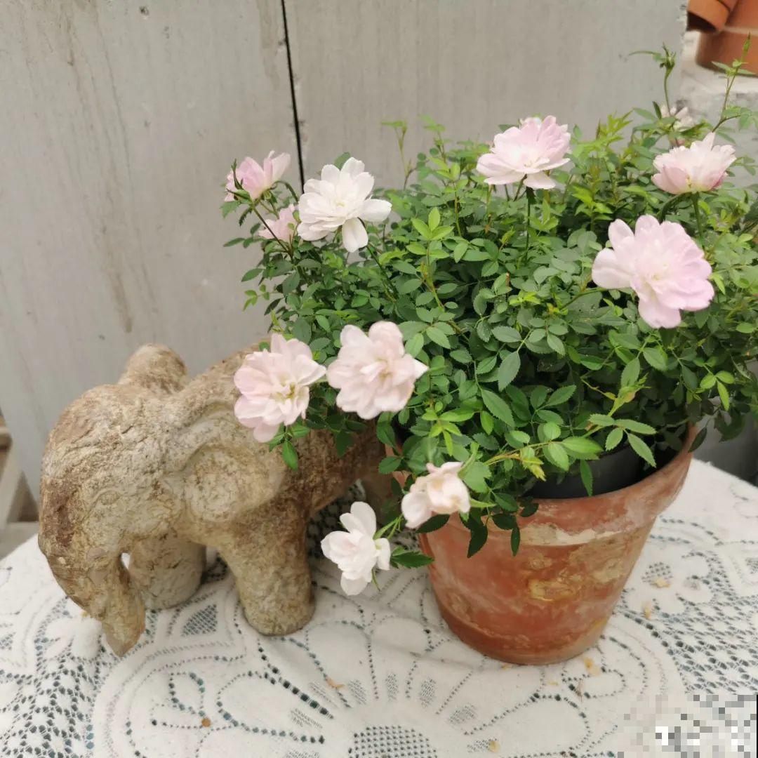 10种花，一天不见水就萎缩，狂补水就对了！