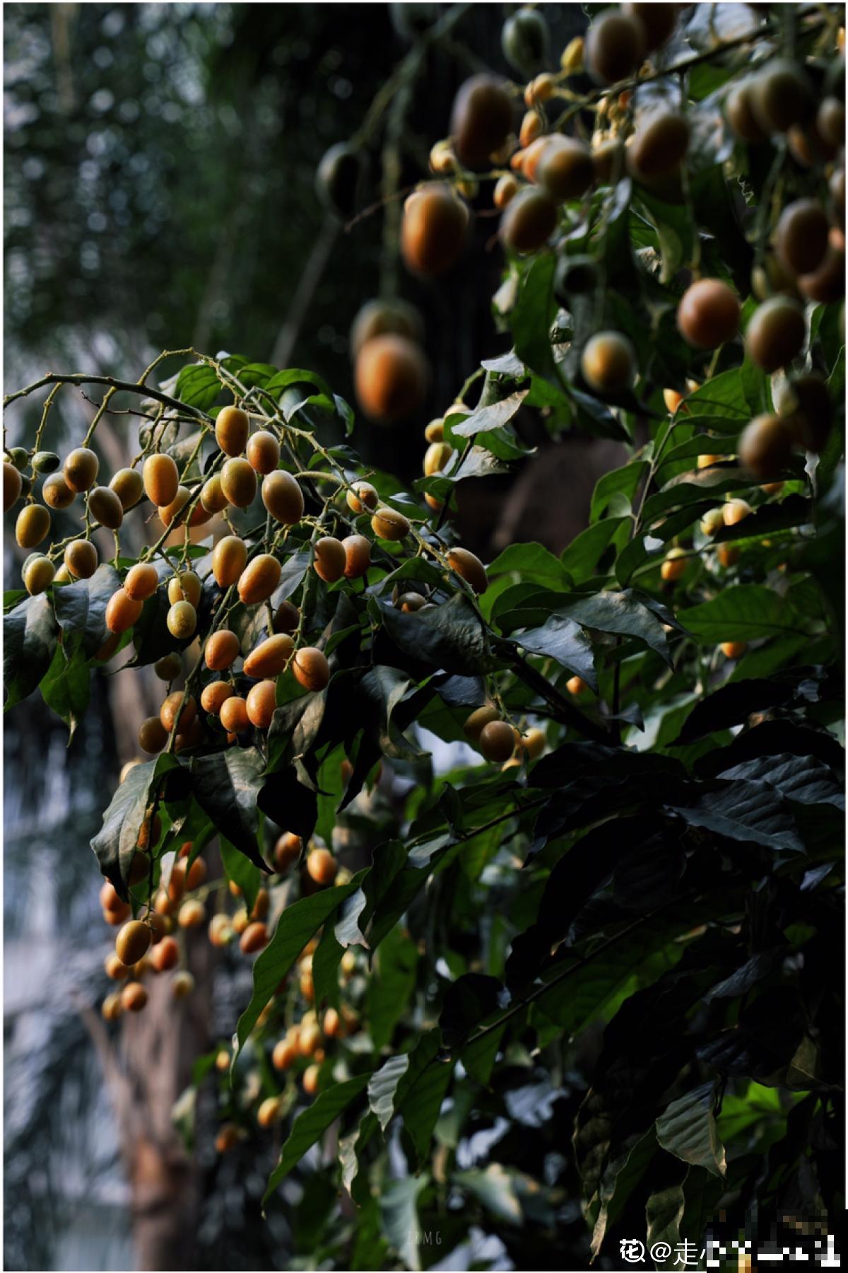 南方常见的黄皮果，妥妥的“黄水晶”，咬一口直流口水