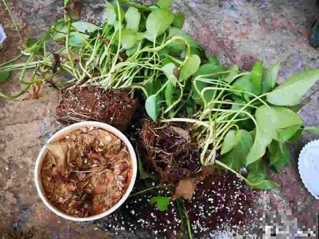 9种土别拿来养花,对花不好,容易黄叶烂根 9种土别拿来养花,对花不好,容易黄叶烂根