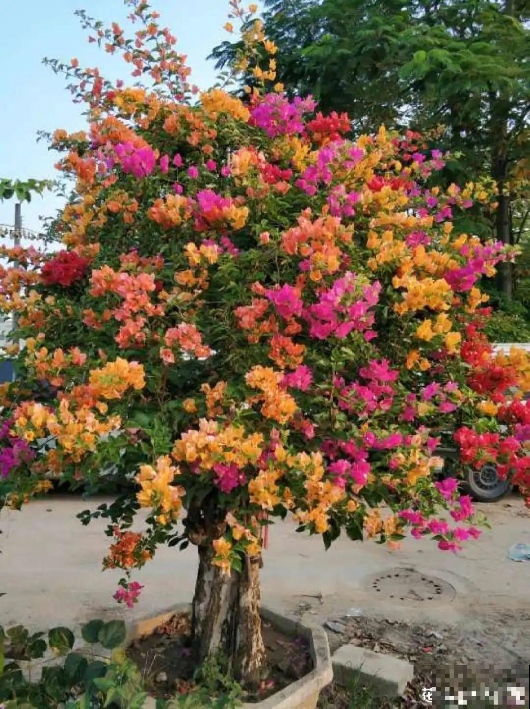 养了30年的玉树,扦插开出9色花,快来沾沾喜气 养了30年的玉树,扦插开出9色花,快来沾沾喜气
