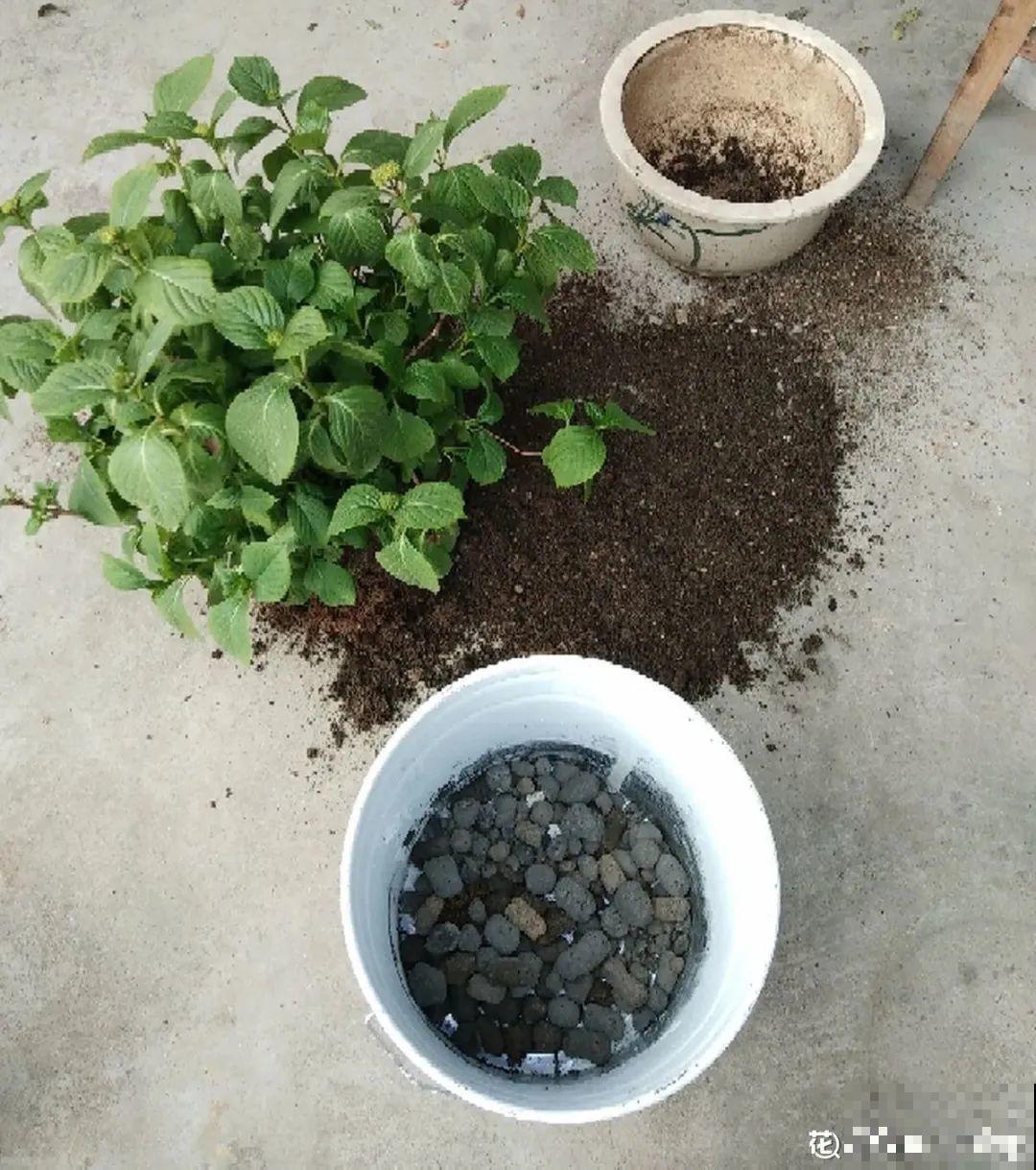 换盆时间到,换好后植物呼呼长,不换全年不开花 换盆时间到,换好后植物呼呼长,不换全年不开花