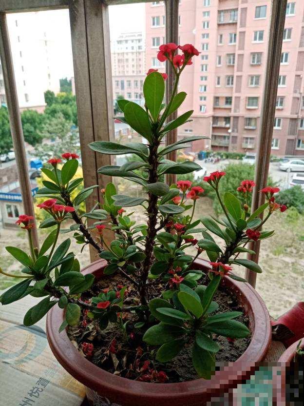 虎刺梅好养也好看，学好这5步，超长花期停不下来