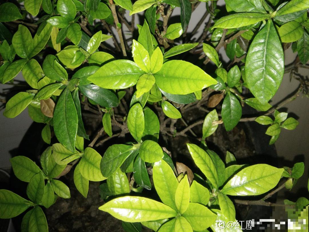 养花“黑名单”实在太难养，心累