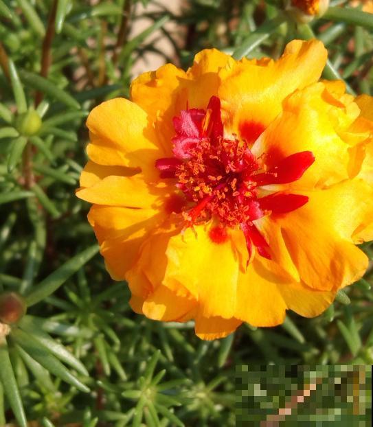 5种花夏天不用遮阴，越晒开花越带劲，满盆都是花