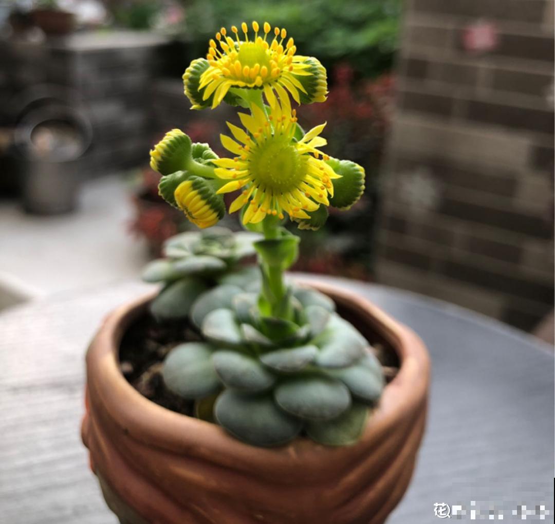 百合开花后，养分消耗太大，补充肥料是关键