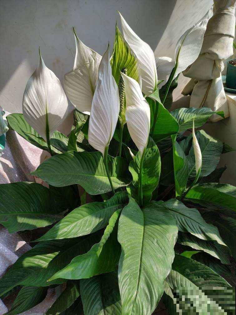 红红火火的“鸿运当头”,在家养一盆,祝愿考生旗开得胜 红红火火的“鸿运当头”,在家养一盆,祝愿考生旗开得胜