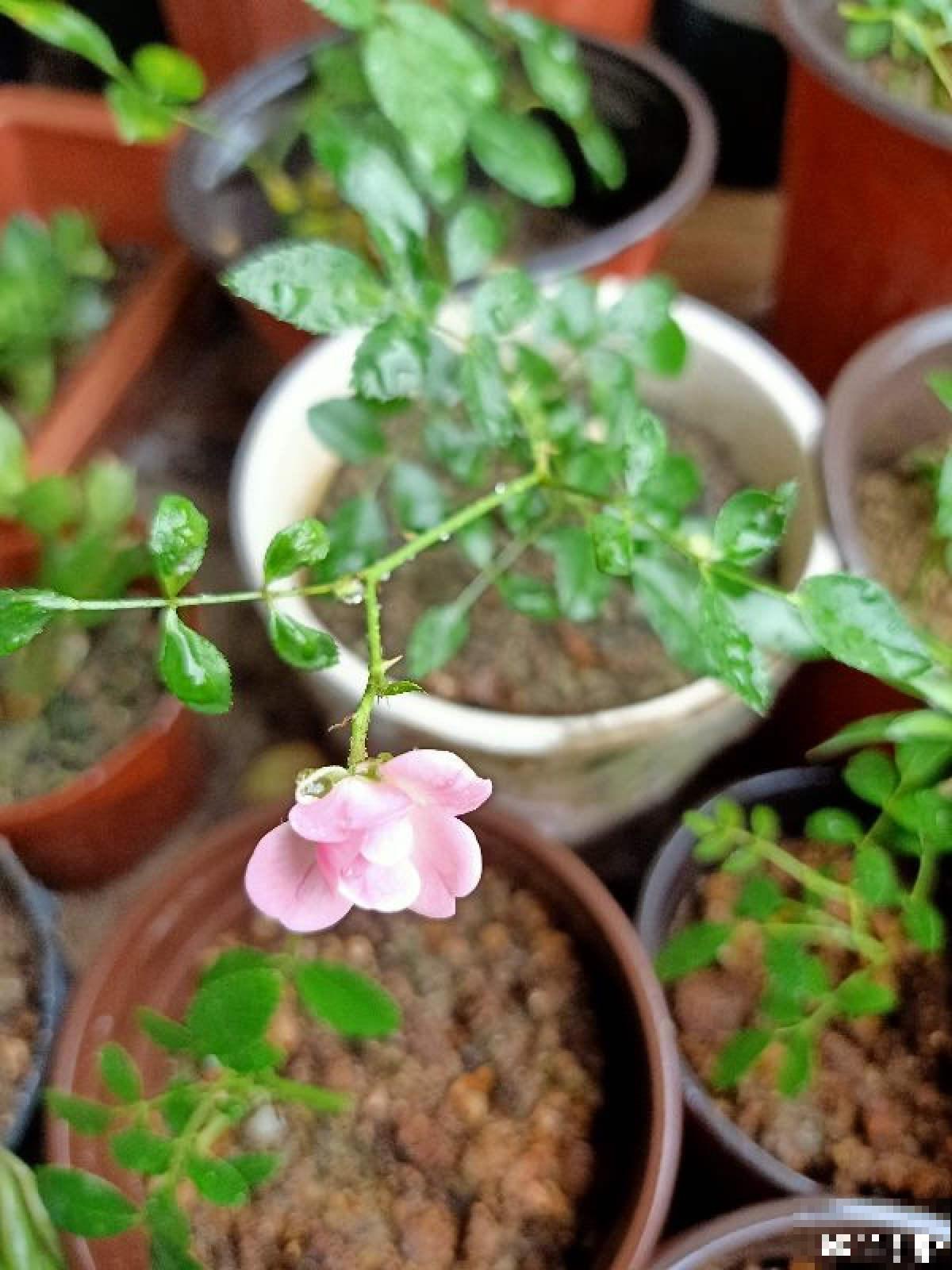 秋天要抓住机会扦插，5种花现在扦插正合适，生根率很高