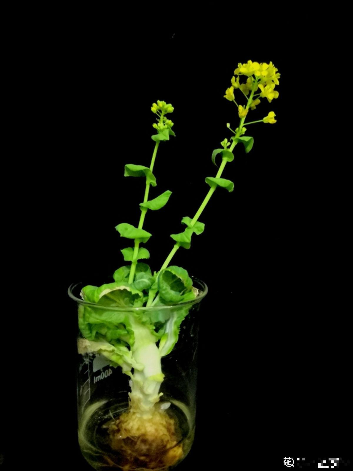 吃剩的蔬菜扔土里,长成清新绿植,怪好看的 吃剩的蔬菜扔土里,长成清新绿植,怪好看的