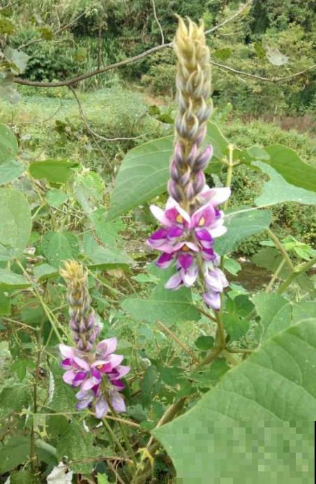 老中医爱养的60种植物，图文并茂特详细，种一盆养人养身心