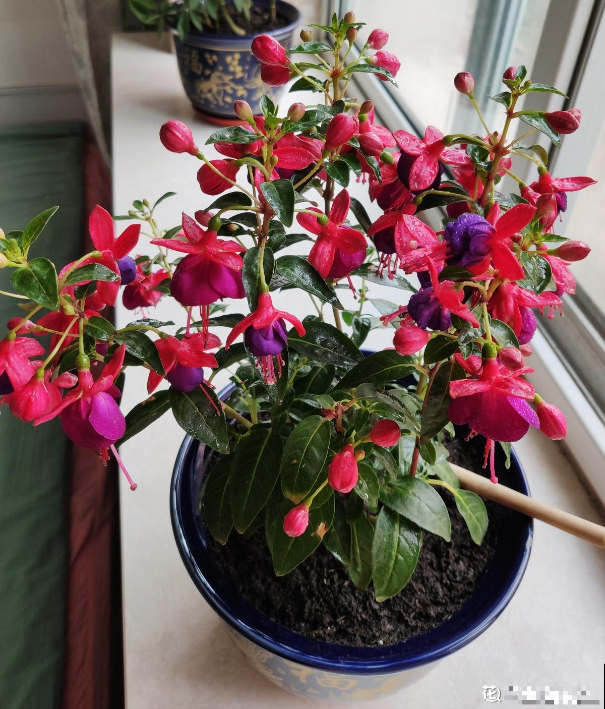 高温预警，先别种这4种花，夏天养好算我输