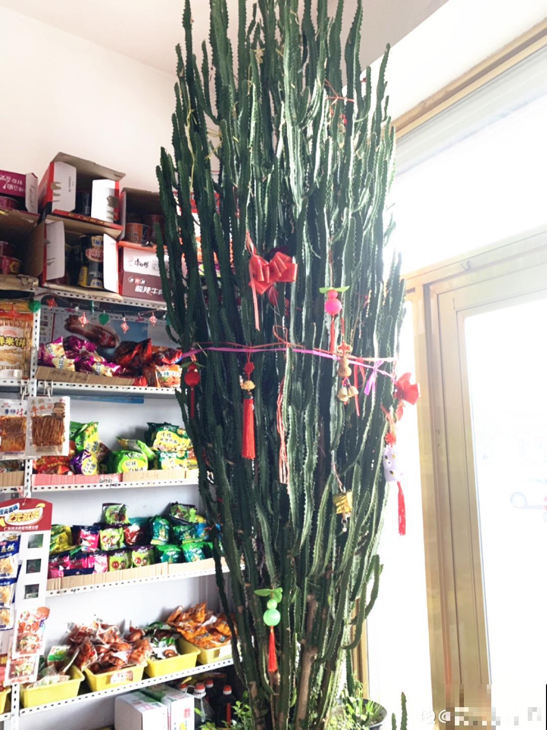 家里养8种花，独特有气质，还有满满安全感