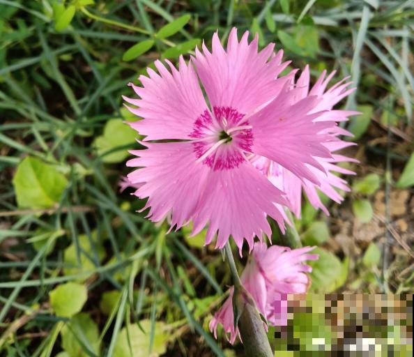 4种花正是秋播好时候,播种技巧要学会,冒出满盆小绿芽 4种花正是秋播好时候,播种技巧要学会,冒出满盆小绿芽