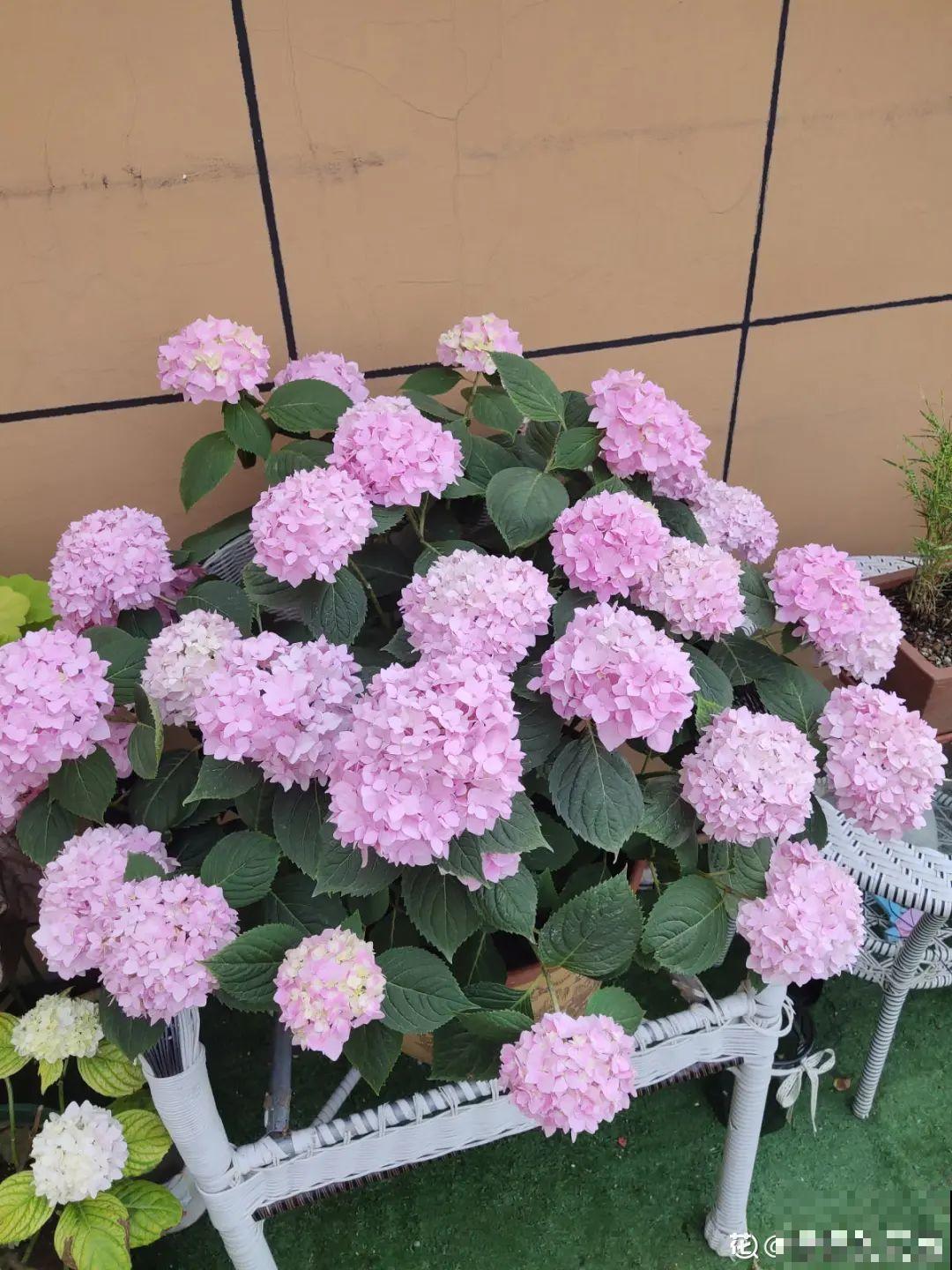 超耐阴的绣球花,放阴凉地也能开爆盆,颜色姹紫嫣红 超耐阴的绣球花,放阴凉地也能开爆盆,颜色姹紫嫣红