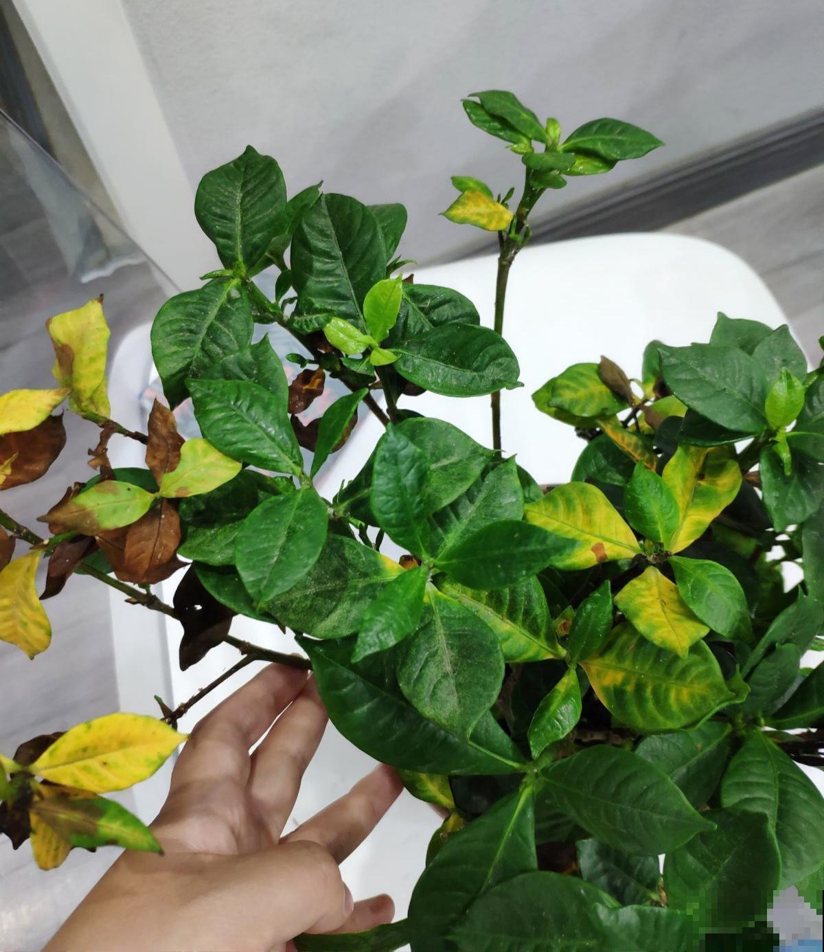 3种漂亮花，就是太难养了，建议新手放弃