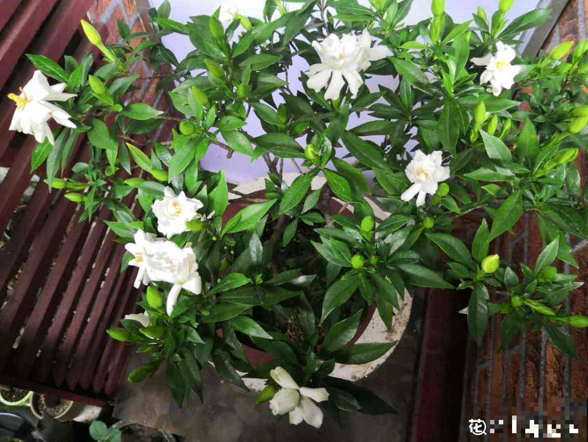 4种花真败好感，“毛病”太多，爱不起来