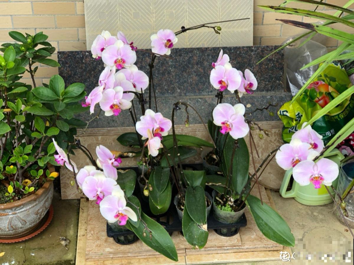 春节的蝴蝶兰挺不过夏天？做好4点，妙手回春不是梦