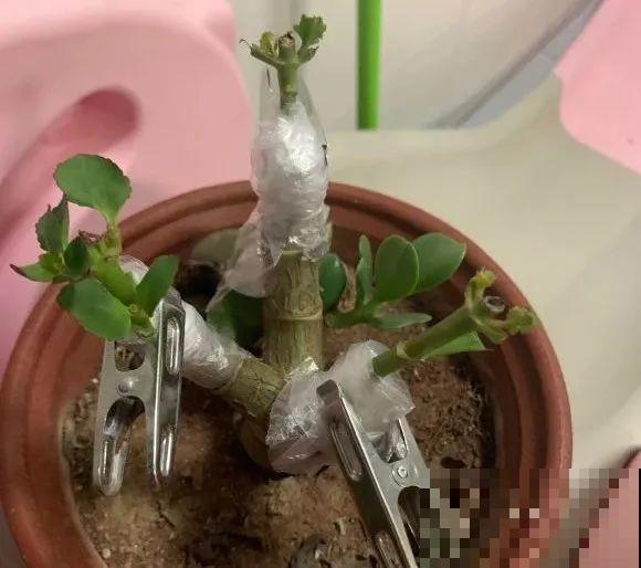 养了30年的玉树,扦插开出9色花,快来沾沾喜气 养了30年的玉树,扦插开出9色花,快来沾沾喜气