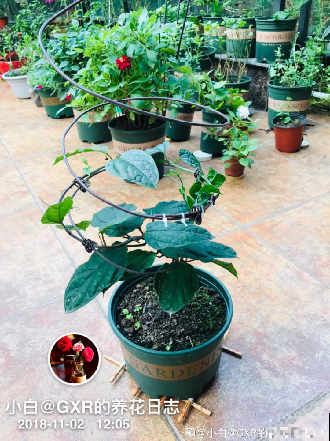 旧筷子、老干妈瓶别扔，拿来养花效果好，省下一笔养花钱