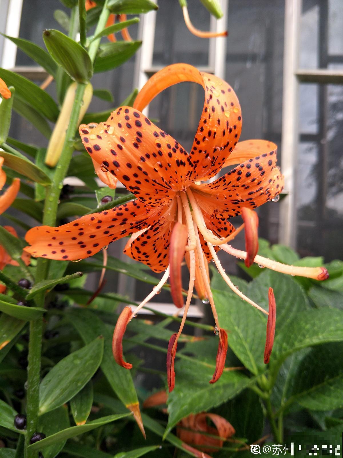 老中医爱养的60种植物，图文并茂特详细，种一盆养人养身心