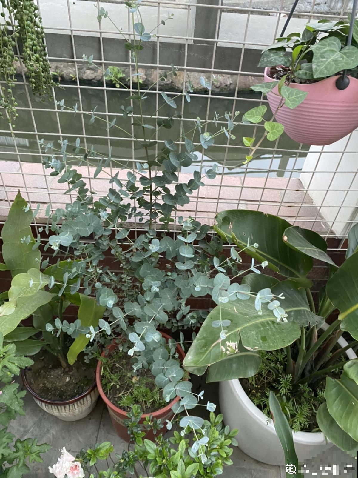 夏天新宠尤加利，养护花样多，土培水培两不误