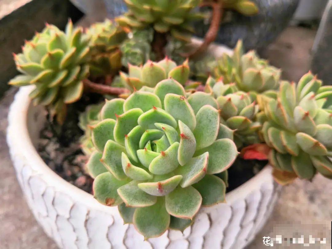 多肉生虫，小白药不能少，撒上一些效果好