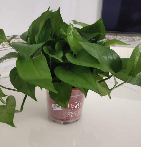 植物中的“老酒鬼”,一天一勺啤酒,叶子油亮花开爆 植物中的“老酒鬼”,一天一勺啤酒,叶子油亮花开爆