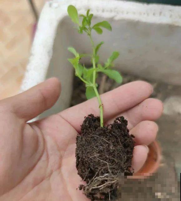 8种花，越热越扦插，大白根呼呼冒