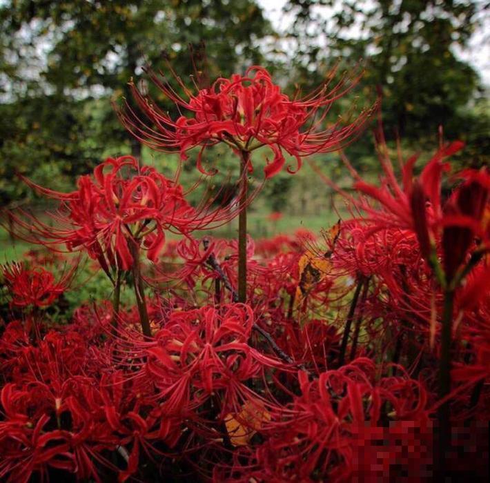 秋季养花排行榜,绿萝都过时了,开花的植物才是“王道” 秋季养花排行榜,绿萝都过时了,开花的植物才是“王道”