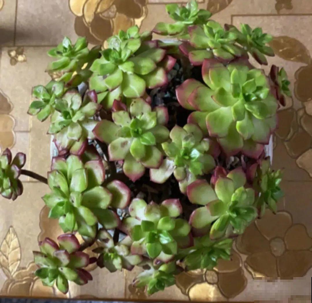 6种花夏天难养，贴土面砍一刀，新芽呼呼冒