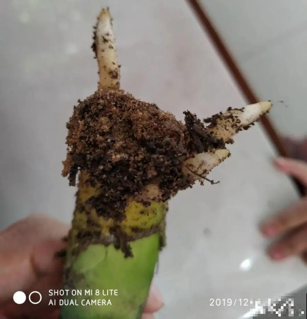 给花喂点小药片,植物开花多,越长越壮 给花喂点小药片,植物开花多,越长越壮