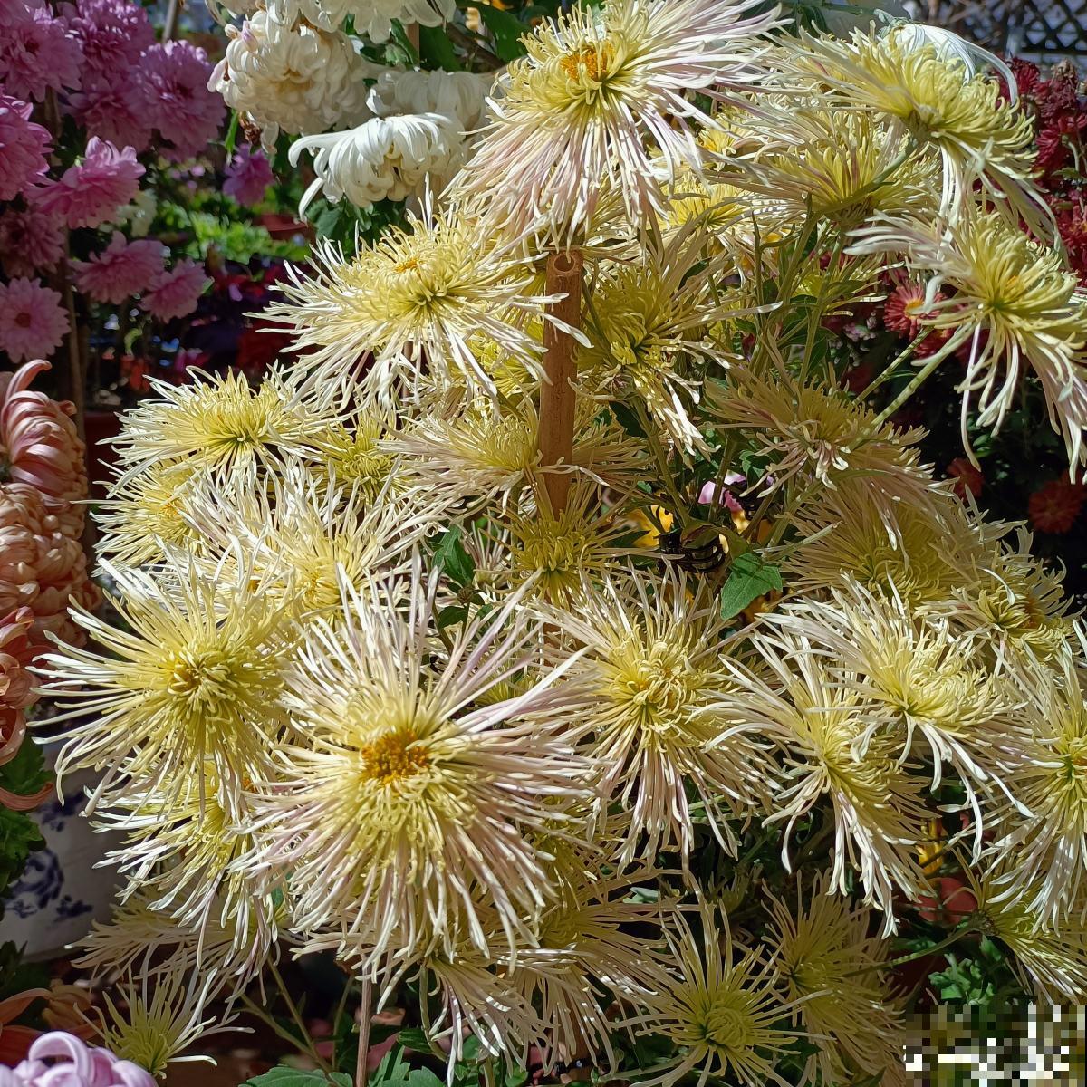 秋菊开花“黄金一片”，这个月养正合适，谁养谁赚便宜