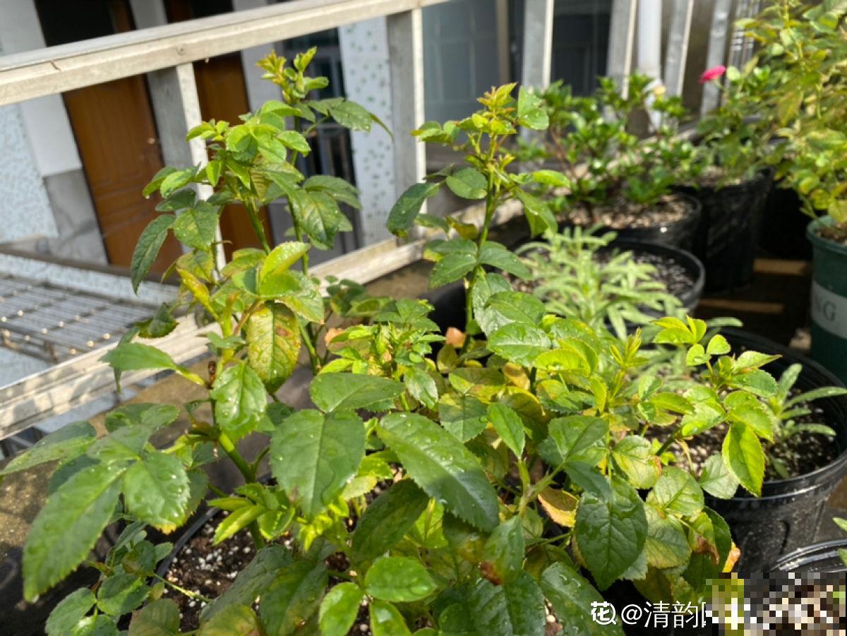 植物招虫怎么救？预防最重要，4招快速解决