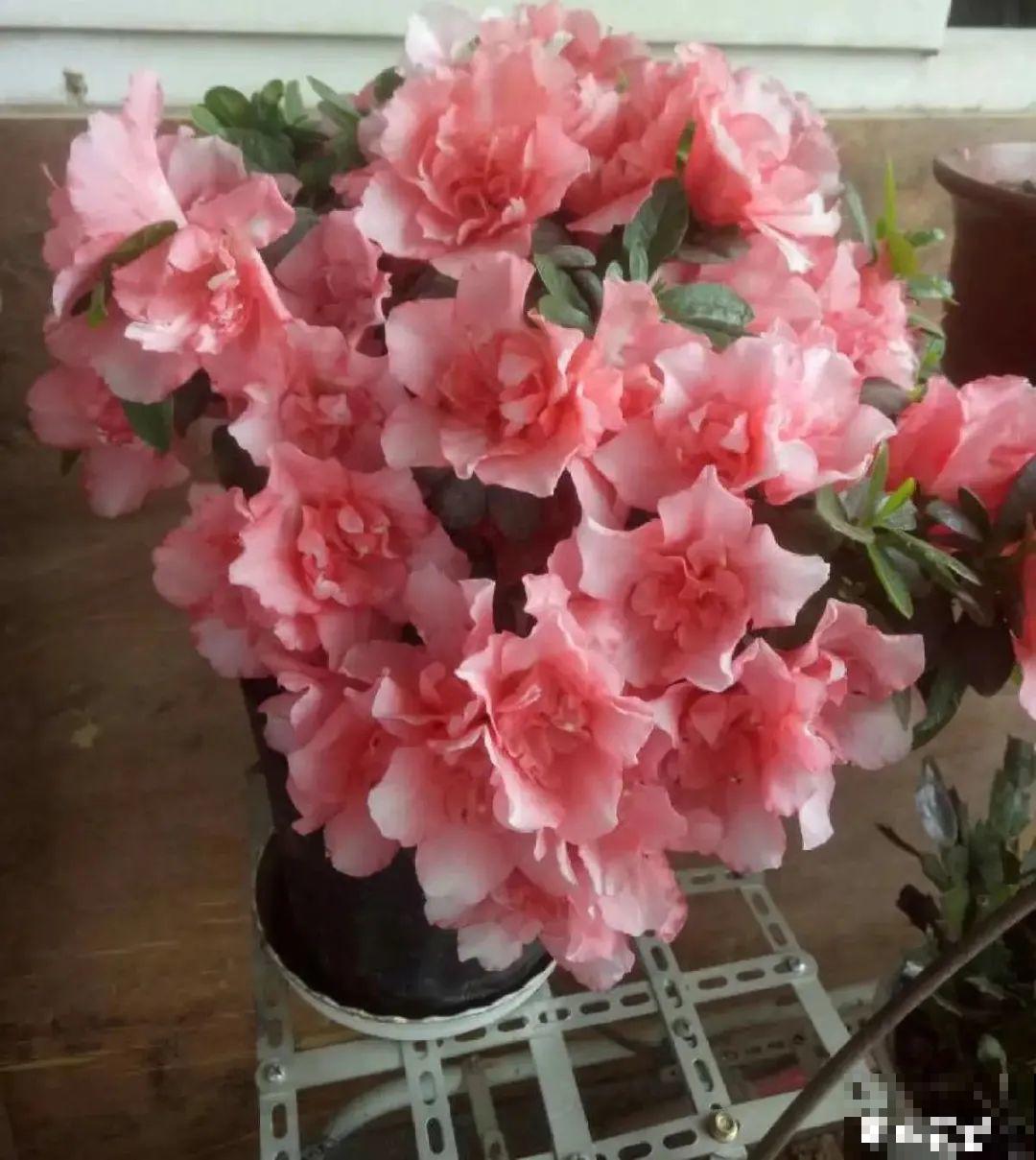 夏天养杜鹃，真是够难的，要注意6个要点