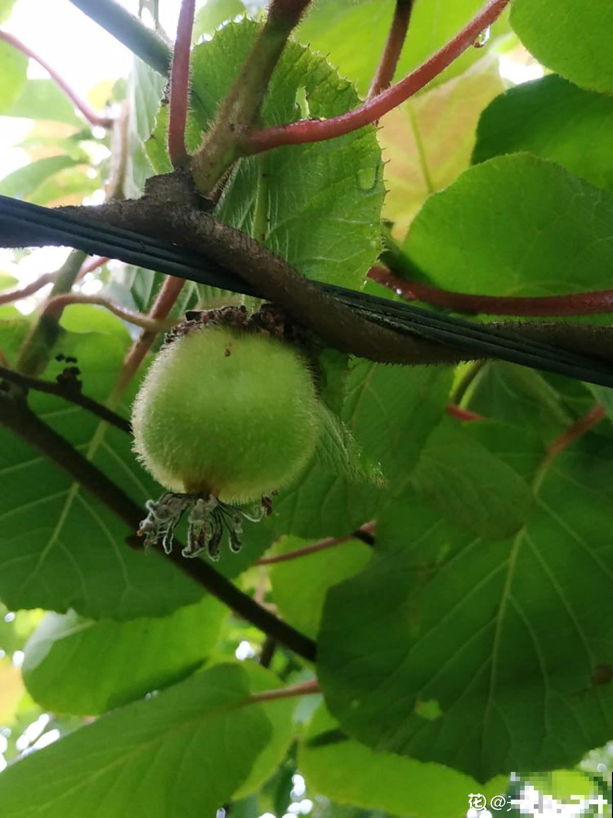 猕猴桃也能自己种？学好养殖，还你满盆猕猴桃