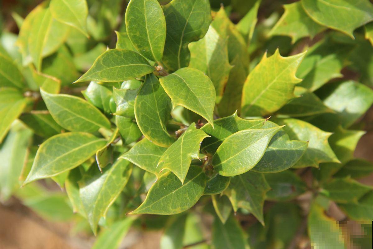 现在学好4个方法,桂花开花多,简直就是“活香水” 现在学好4个方法,桂花开花多,简直就是“活香水”