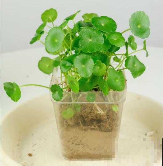 铜钱草喜水,水培铜钱草却不如土培,为啥? 铜钱草喜水,水培铜钱草却不如土培,为啥?