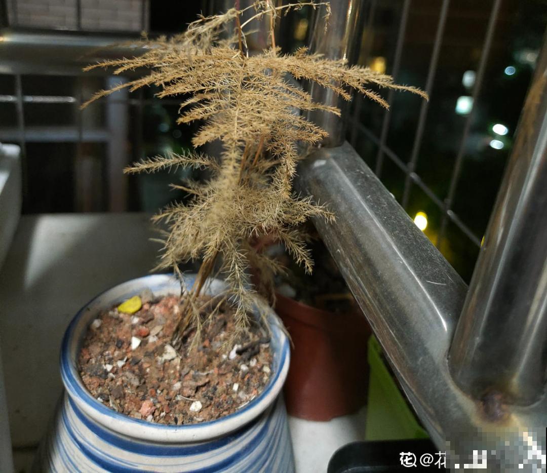 夏天养文竹，不能暴晒，不然叶子都黄了