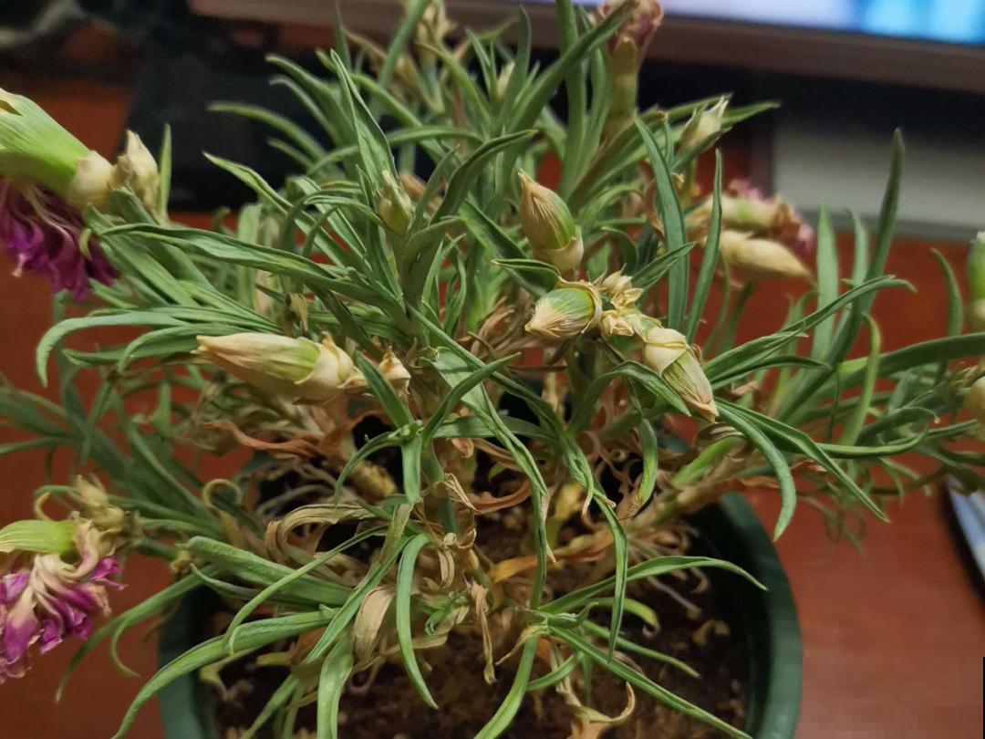 10种花并不是一次性,掌握养护要点,还能复花 10种花并不是一次性,掌握养护要点,还能复花