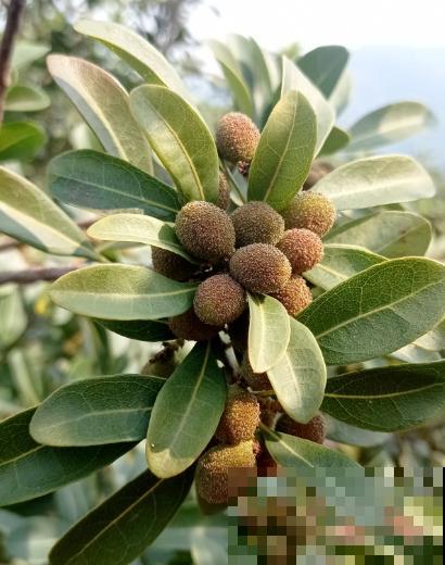 杨梅难清洗，只需6个方法，吃到干净杨梅