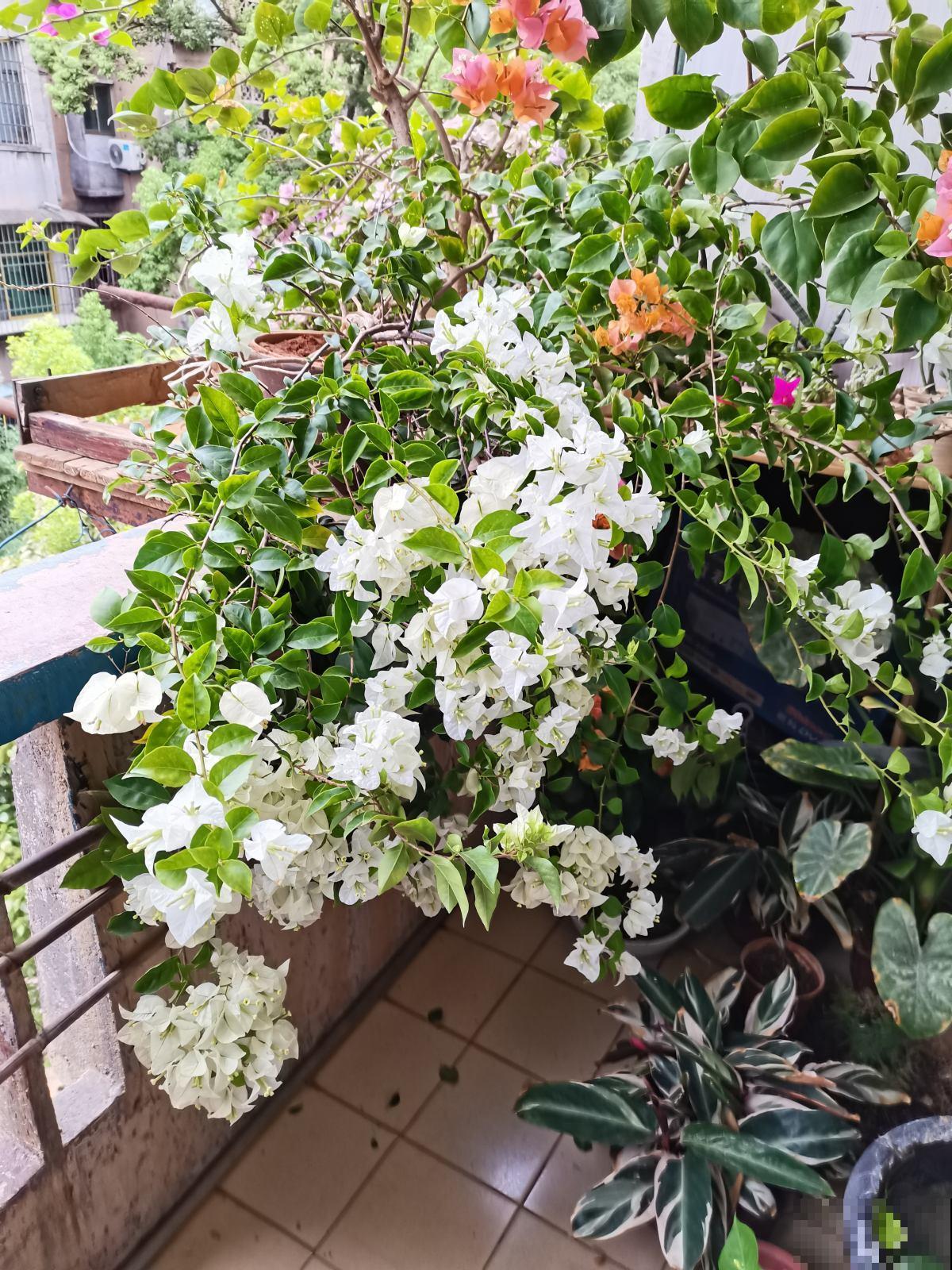 耐旱皮实的三角梅，一年能开大半年，真怕累坏它