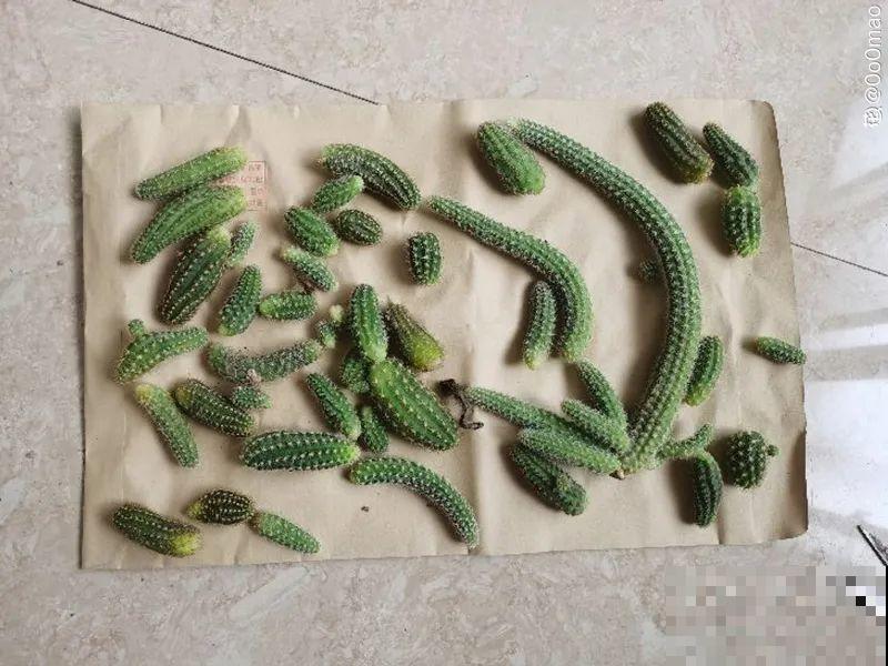 “不死鸟”真烦人，越养越多，真想扔掉