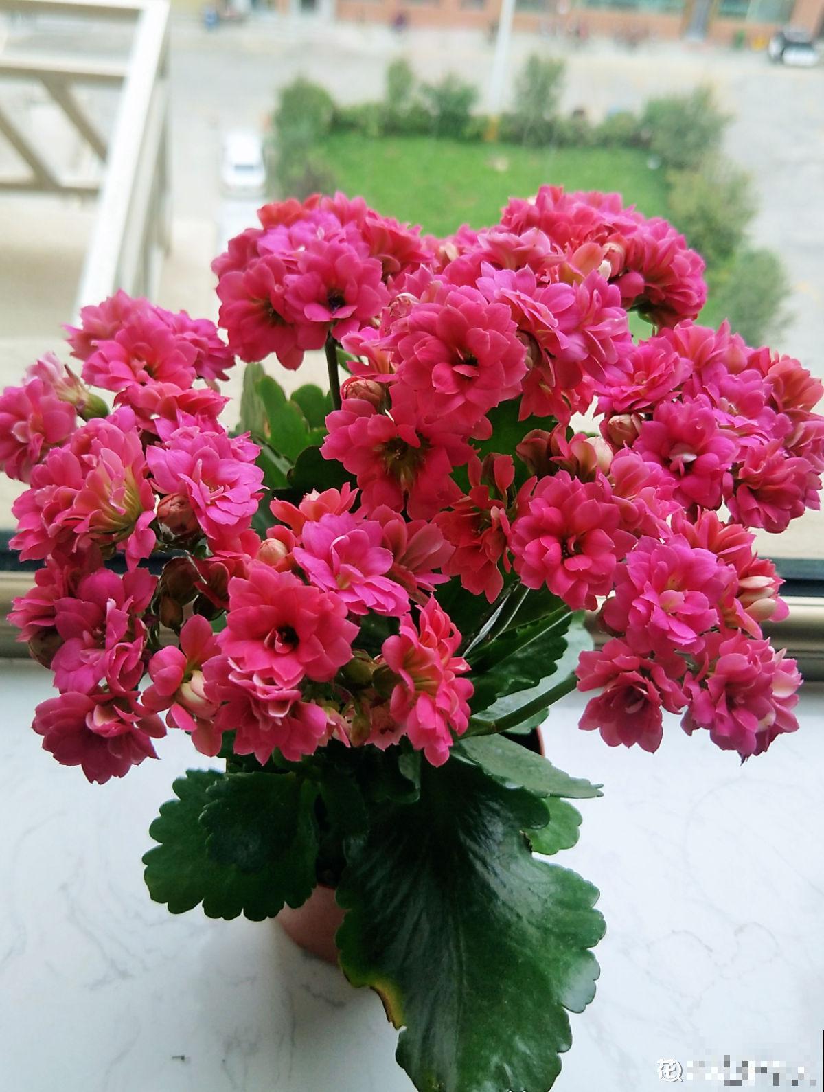 4种花，现在购买正合适，再晚一个月价格翻一倍