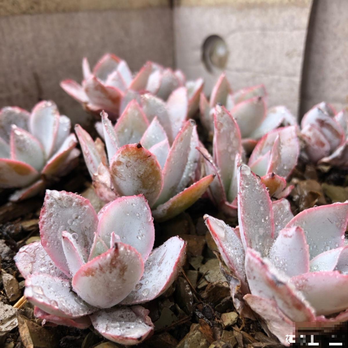 8种超美多肉，秋天抓住时机养，颜值高好养活