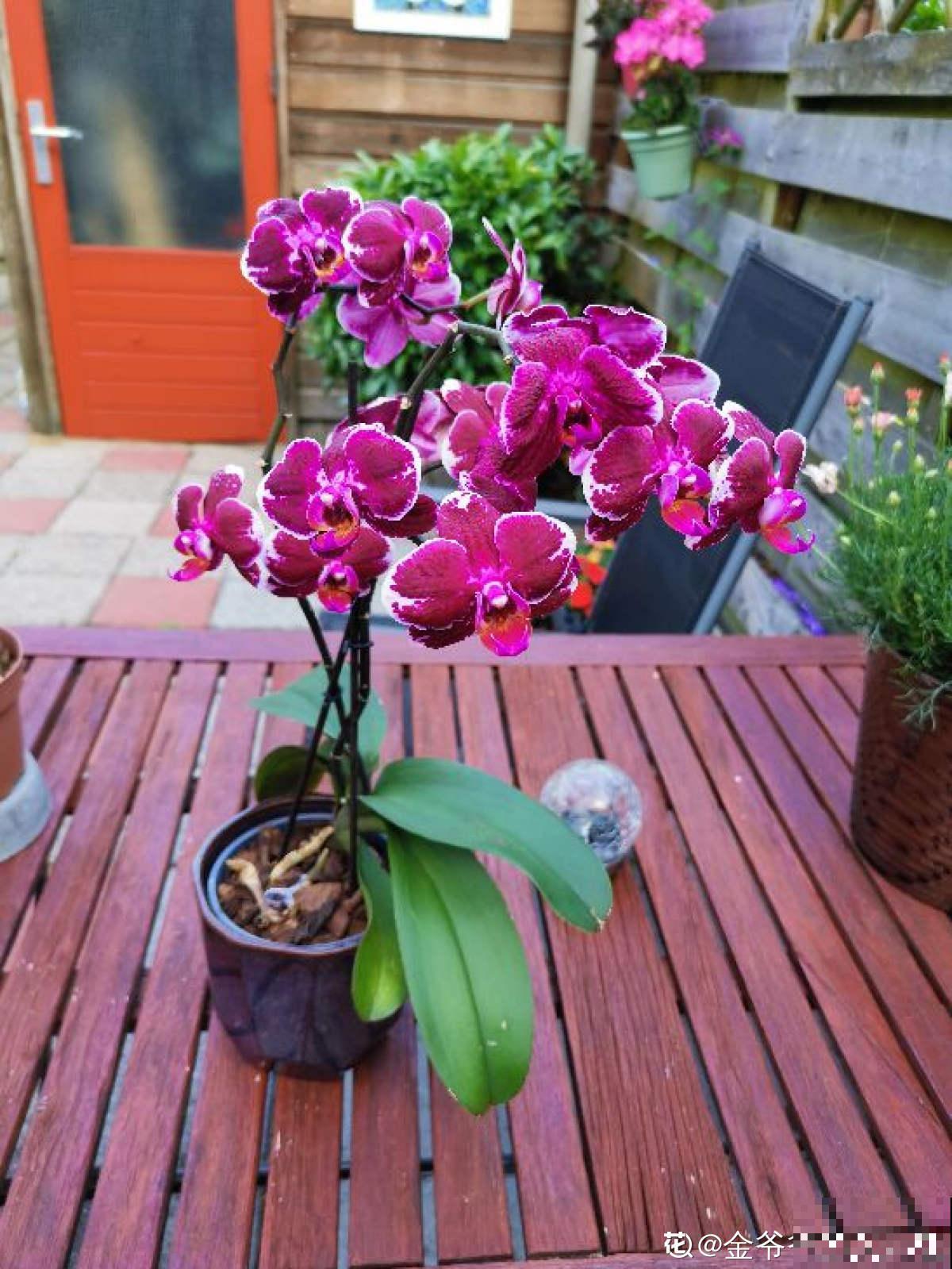 乔迁宴还是得送花!这5种花选好了,友谊更坚固 乔迁宴还是得送花!这5种花选好了,友谊更坚固