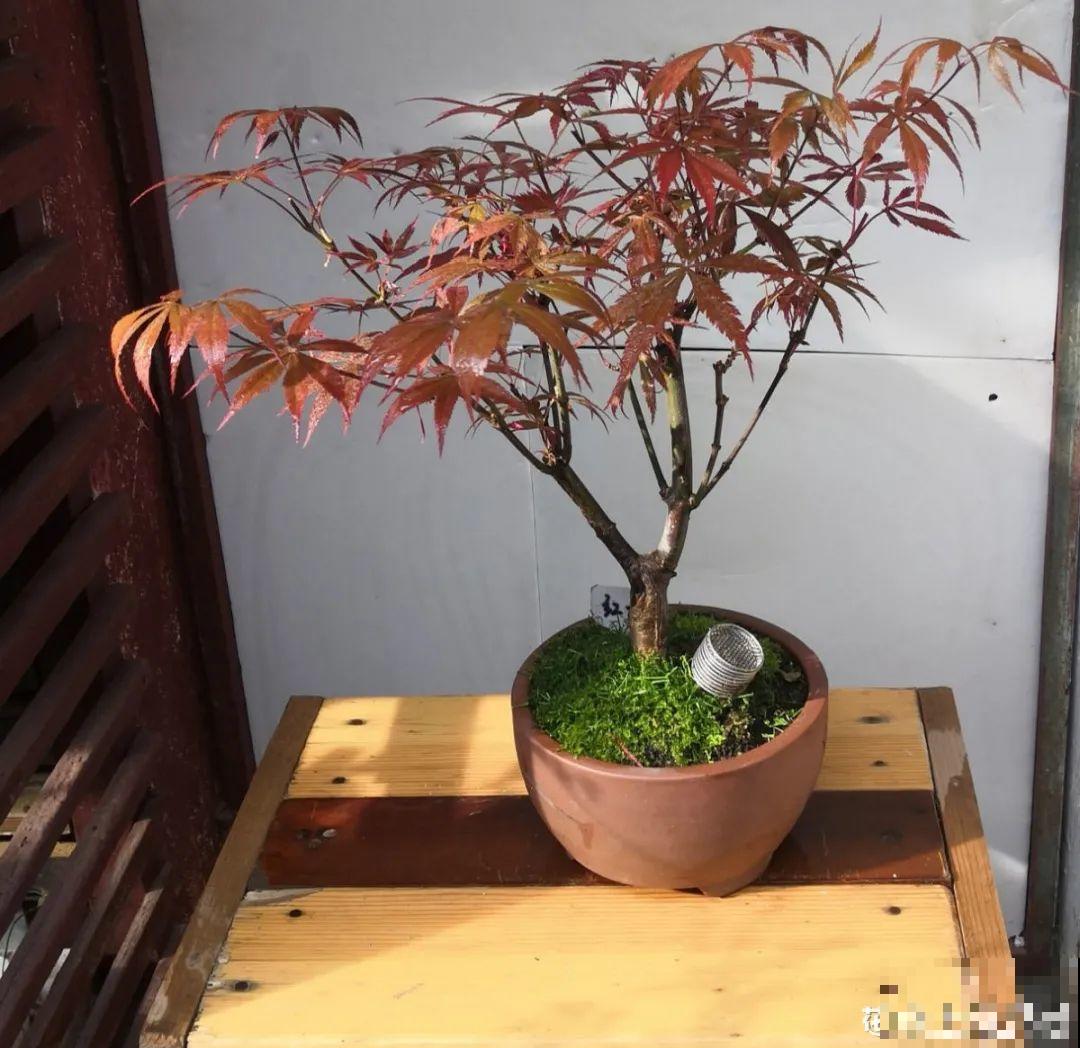 10种花最怕晒，搬进屋里养，不然要死光