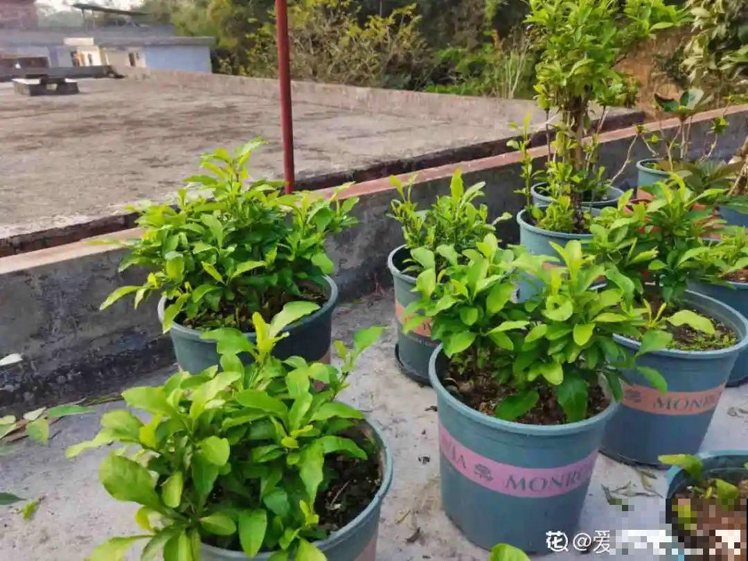 养花大神的爆花技巧，我给大家偷来了，赶紧学